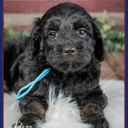 Holbrook - Black male Cockapoo puppy in Connersville, Indiana from Deaz Doodle Ranch