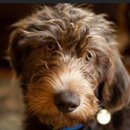 Double Doodle All Grown Up from Lionheart Doodles