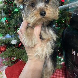 Yorkshire Terrier Puppies from SD_Yorkies619