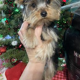 Yorkshire Terrier Puppies from SD_Yorkies619