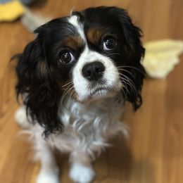 Tilly - Cavalier King Charles Spaniel