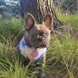 French Bulldogs from Calis Lineage