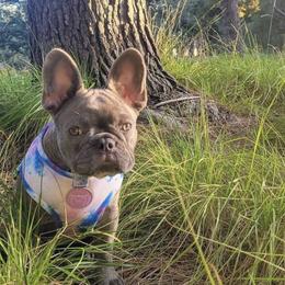 French Bulldogs from Calis Lineage