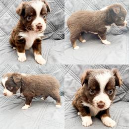Red tri female 2 - Red tri female Toy Australian Shepherd puppy in Brooker, Florida from Honey, I Shrunk the Aussies
