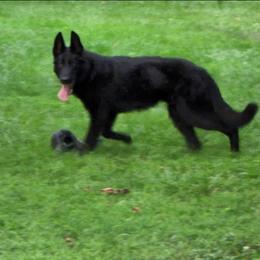 Jasper - German Shepherd