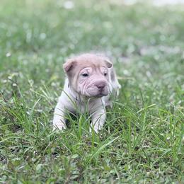 Brandy - Lilac dilute female Chinese Shar-Pei puppy in Lehigh Acres, Florida from Florida Wrinkles