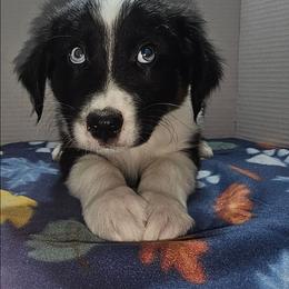 Bob - Black tri-color male Australian Shepherd puppy in Crestline, Ohio from High Desert Aussies