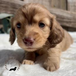 Chocolate and Cream - Chocolate and cream female Dachshund puppy in Nampa, Idaho from Long_and_Low_Dachshunds