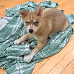 Navy - Wolf sable male Pomsky puppy in Doon, Iowa from Luxury Pomsky