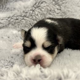 Aspen - Tri-color male Pomsky puppy in Cumming, Iowa from Winter’s Perfect Pomskies