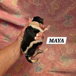 Maya - Tri-color female Cavalier King Charles Spaniel puppy in Lehi, Utah from Angels and Nobility Cavaliers