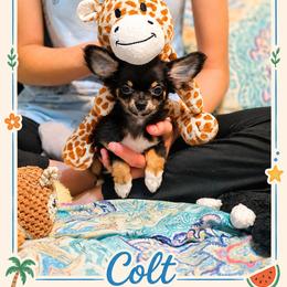 Colt - Black and tan male Chihuahua puppy in Demorest, Georgia from Sourpatch Chihuahuas