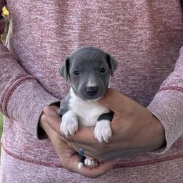 Boy 1 - Blue male Italian Greyhound puppy in Sugar Valley, Georgia from Pinnacle Farm and Kennel