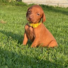 Female 4 - Golden rust female Vizsla puppy in Windsor, Maine from Pleasant Ridge