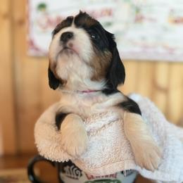 Cavalier King Charles Spaniel Puppies from Outerlochen Kennel - The Friends Litter - "The one with the new roommates"