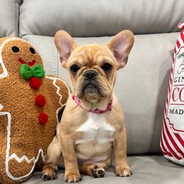 Cream girl - Cream female French Bulldog puppy in Nevis, Minnesota from Faithful Acres French Bulldogs