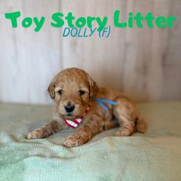 Dolly - Apricot female Goldendoodle puppy in Houston, Texas from Golden Life Doodles