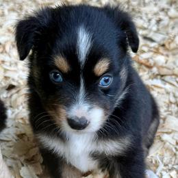 Athena - Black tri female Miniature Australian Shepherd puppy in Patterson, North Carolina from DreamLine Aussies