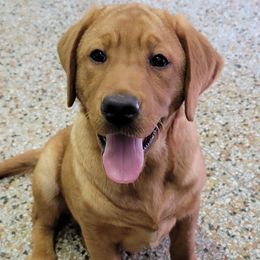 Labrador Retriever Puppies from Blackwoods Labradors