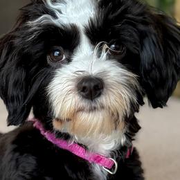 Havanese from Nevin Keeney
