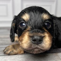 Jasper - Black and tan male Dachshund puppy in Miami, Florida from Maitime Dachshund