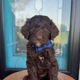 Waylon - Chocolate male Labradoodle puppy in Danville, Indiana from Marley’s Doodle Ranch