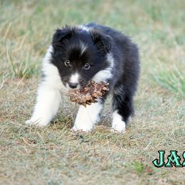 Pomsky, Shetland Sheepdog, and Toy Shetland Sheepdog Puppies from Mountain High Kennels