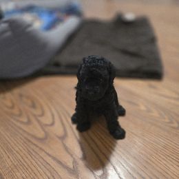 Poodle Puppies from Ms. Julia's Poodle Manor