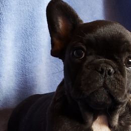 French Bulldogs from Doree's Riverside Frenchies