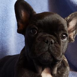 French Bulldogs from Doree's Riverside Frenchies