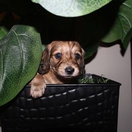 Clyde - Red male Dachshund puppy in Highland Heights, Kentucky from Gabriela's Dachshunds