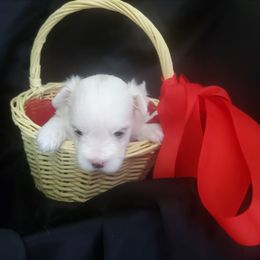 Maltese Puppies from Norma T.'s Maltese