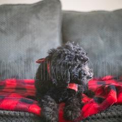 Goldendoodle Puppies from Doodle Me This Goldendoodles