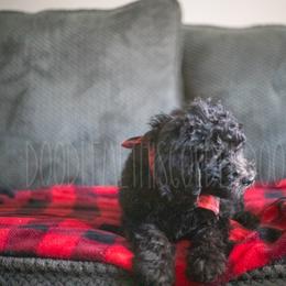 Goldendoodle Puppies from Doodle Me This Goldendoodles