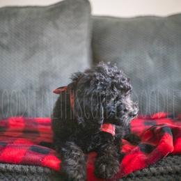 Goldendoodle Puppies from Doodle Me This Goldendoodles