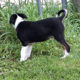 Border Collie Puppies from Wall's Border Collies