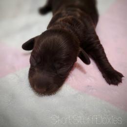 Eira - Chocolate and tan female Dachshund puppy in Castalia, North Carolina from Short Stuff Doxies