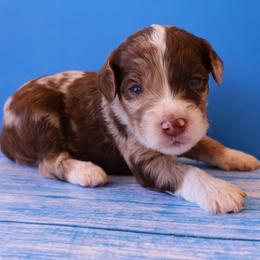 Prince - Red merle male Aussiedoodle puppy in Apache Junction, Arizona from Loving Doodle