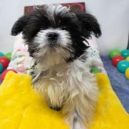 Midwest Mini Edward - Black male Mi-Ki puppy in Clearwater, Kansas from Midwest Mini Mi-kis