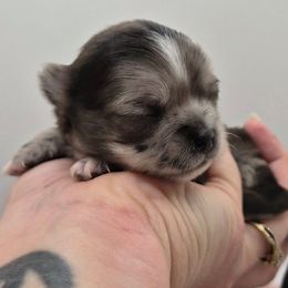 Yuki - Merle female Chihuahua puppy in Silver Summit, Utah from Snow Peak Kennel