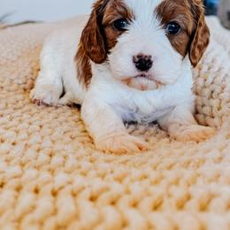 Cavapoo Puppies from Columbia Basin Puppies