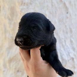 Girl 8 - Black female Giant Schnauzer puppy in Sedalia, Missouri from Valour's Giants