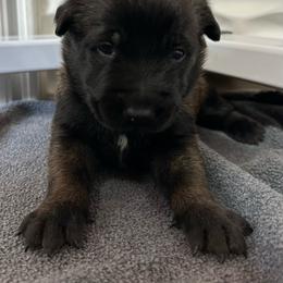 Red - Red sable female Belgian Malinois puppy in Ellerbe, North Carolina from Grand Prix Kennel