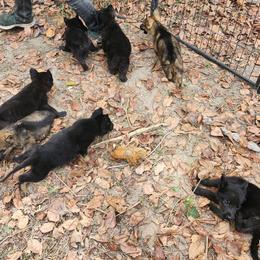 Yellow collar - Black male German Shepherd puppy in Montalba, Texas from LM German Shepherd Dogs