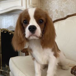Vivaldi - Cavalier King Charles Spaniel