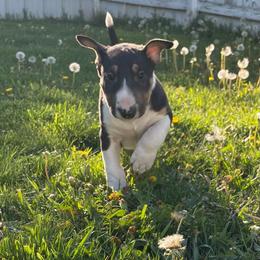 Mongo - Black tan and white male Bull Terrier puppy in Sprauge, Washington from Mark My Words Bull Terriers