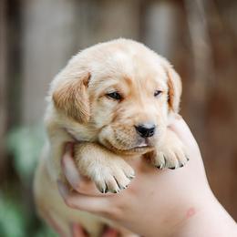 Labrador Retriever Puppies from Mid-Columbia Labradors
