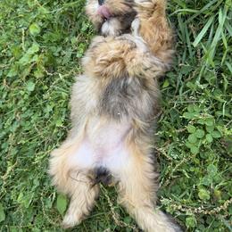 Mal-Shi, Maltese, Maltipoo, Poodle, and Shih Tzu Puppies from Joy-Fur Puppies