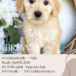 Brew - Apricot male Goldendoodle puppy in Wilson, North Carolina from Cedar Creek Doodles