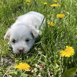 Sabre - Pink - White female Coton de Tulear puppy in Rubicon, Wisconsin from Darryl's Cotons de Tulear